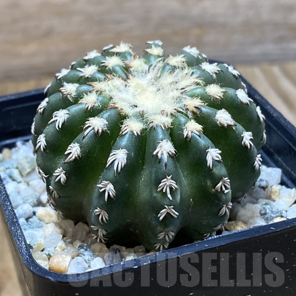SH9693 Discocactus horstii - Image 2