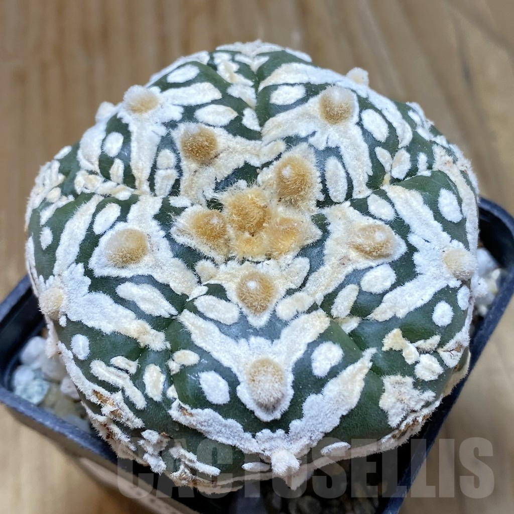 SH9694 Astrophytum asterias ‘Super Kabuto’ V-Type, 5-ribs