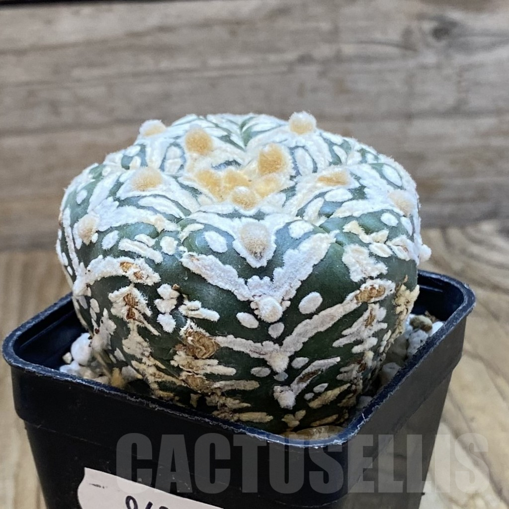 SH9694 Astrophytum asterias ‘Super Kabuto’ V-Type, 5-ribs - Зображення 2