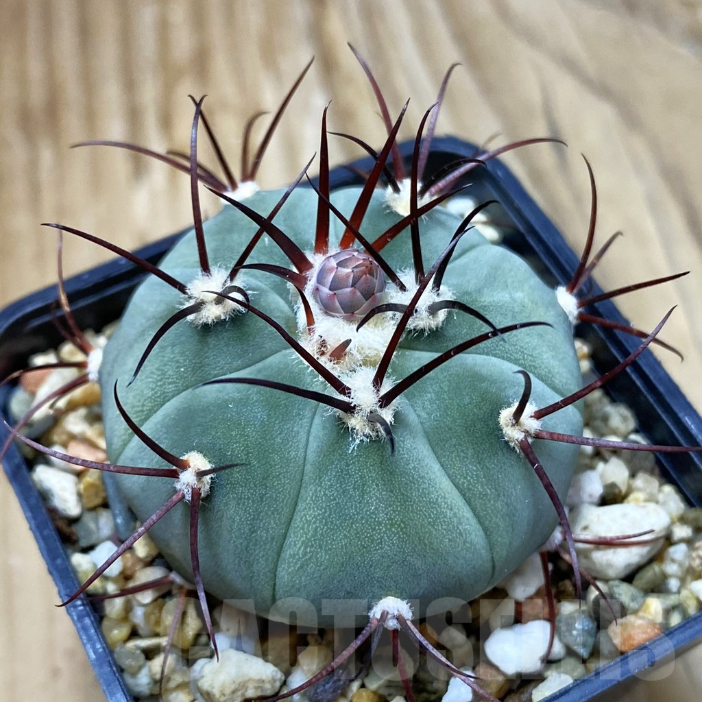 SH9696 Gymnocalycium cabreraense VOS 2122