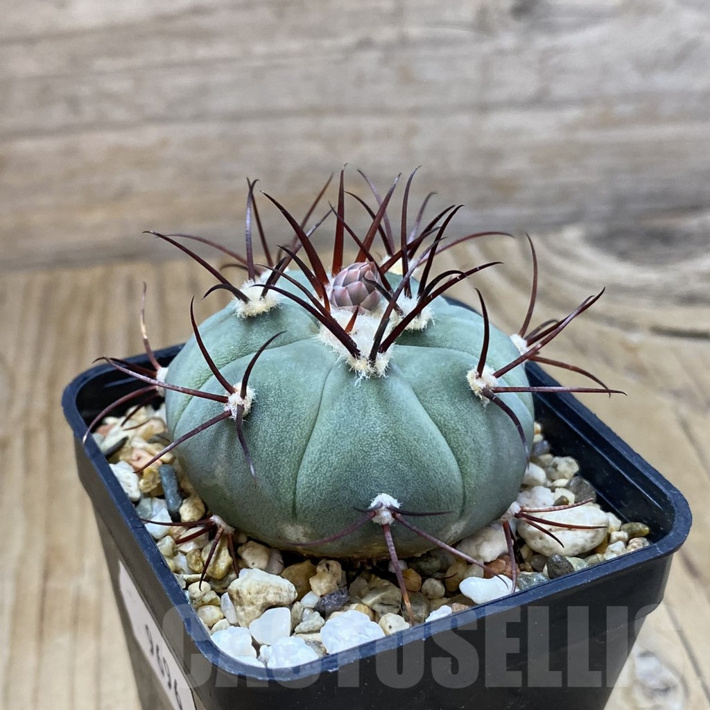 SH9696 Gymnocalycium cabreraense VOS 2122 - 画像 (2)