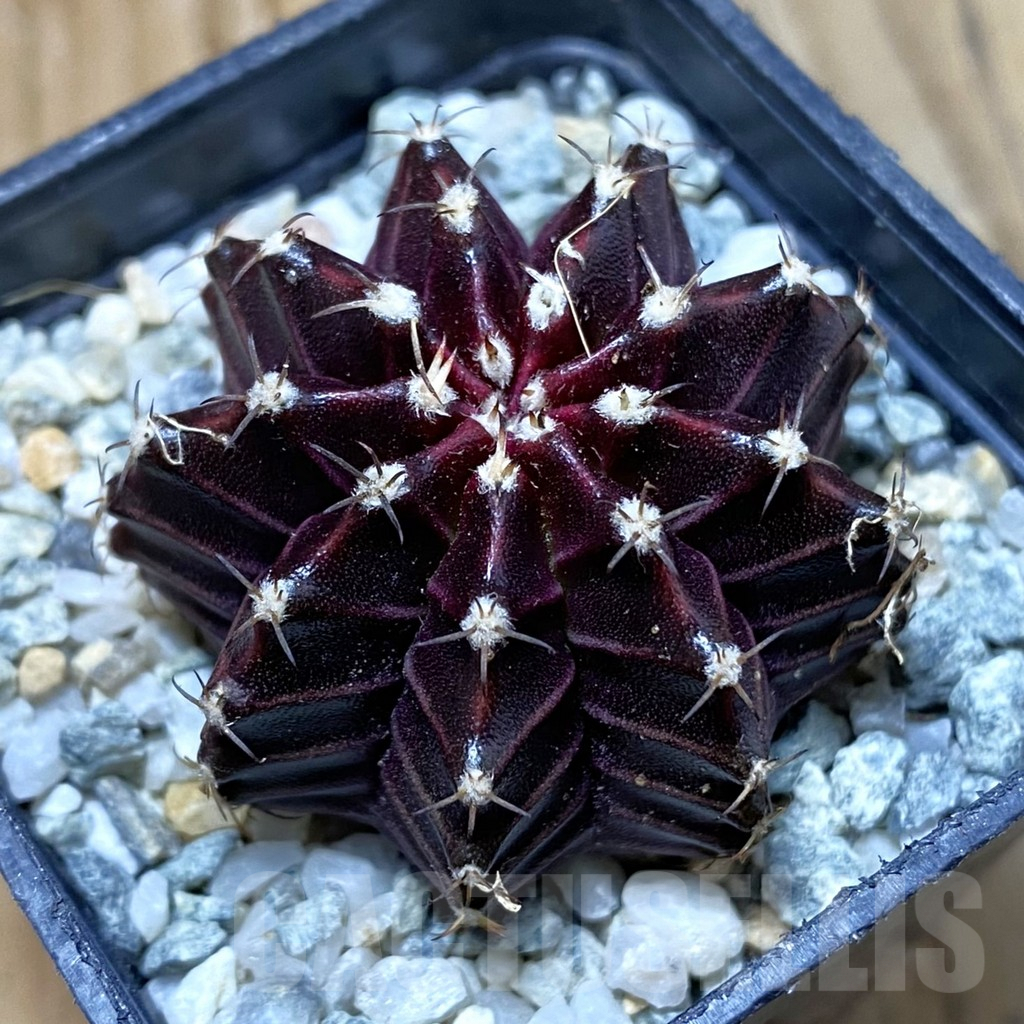 SH9697 Gymnocalycium mihanovichii ‘Black Widow’, seedling