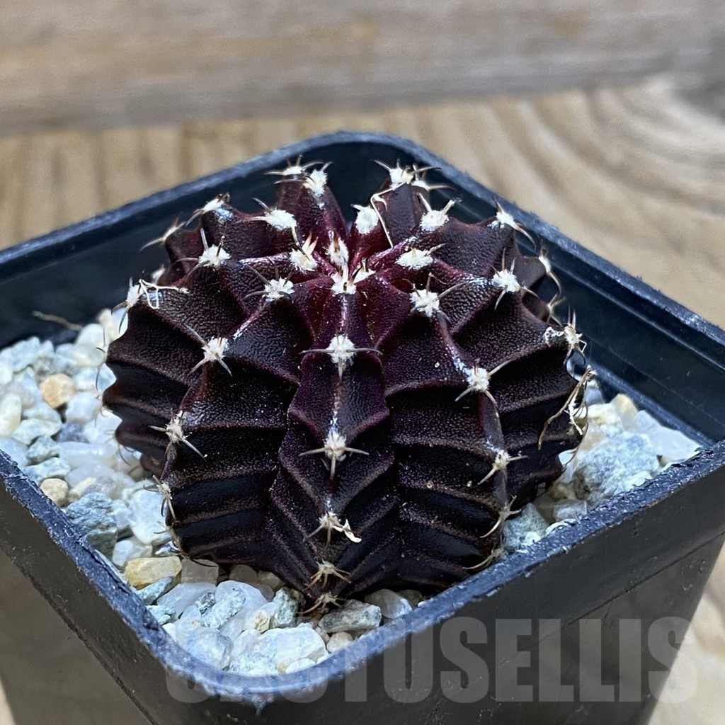 SH9697 Gymnocalycium mihanovichii ‘Black Widow’, seedling - 画像 (2)
