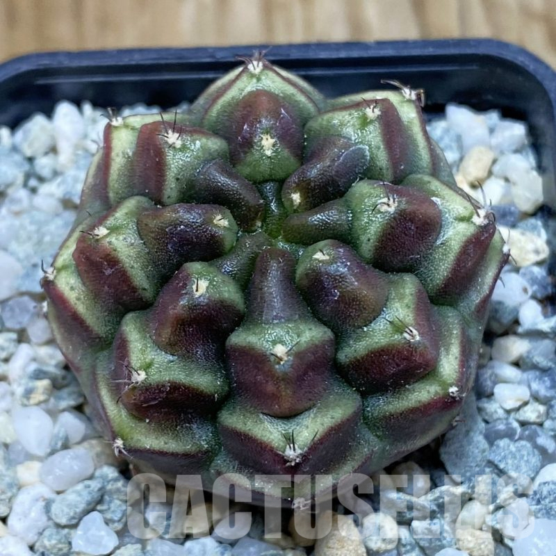 SH9700 Gymnocalycium mihanovichii ‘Day Dream’, seedling