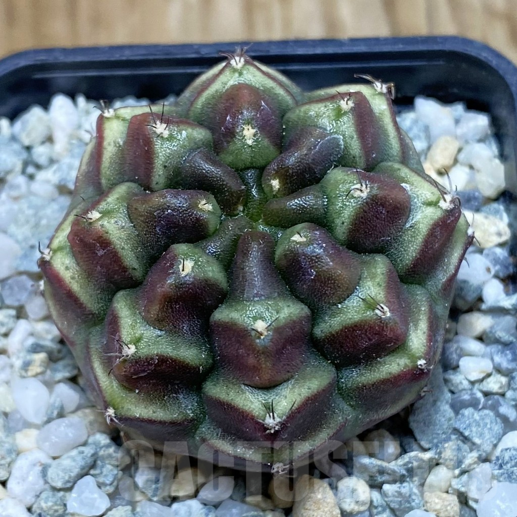 SH9700 Gymnocalycium mihanovichii ‘Day Dream’, seedling