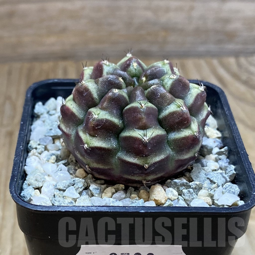 SH9700 Gymnocalycium mihanovichii ‘Day Dream’, seedling - 画像 (2)