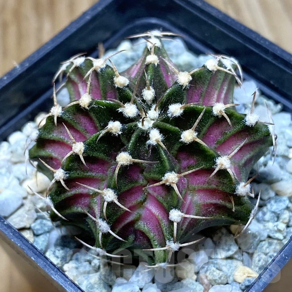 SH9701 Gymnocalycium mihanovichii 'T-Lux', seedling