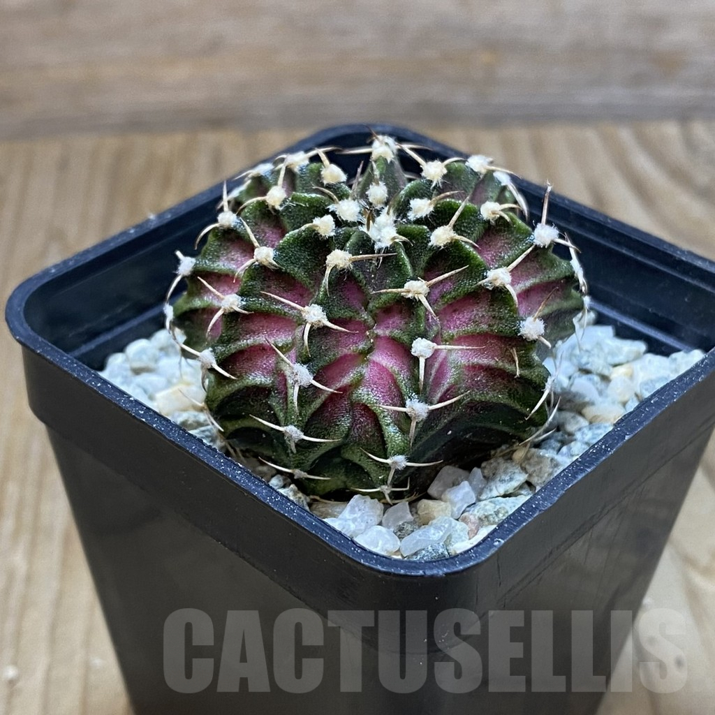 SH9701 Gymnocalycium mihanovichii 'T-Lux', seedling - Image 2