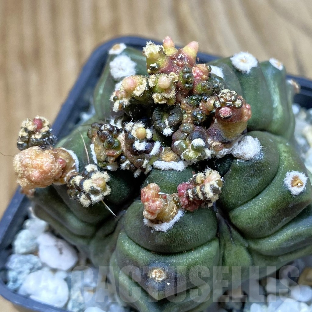 SH9704 Gymnocalycium mihanovichii 'Transformer'
