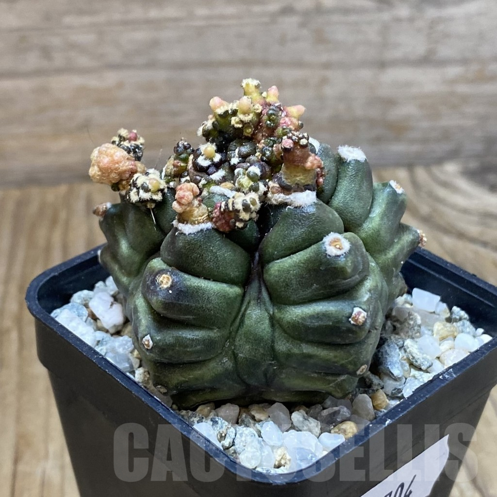 SH9704 Gymnocalycium mihanovichii 'Transformer' - Imagen 2