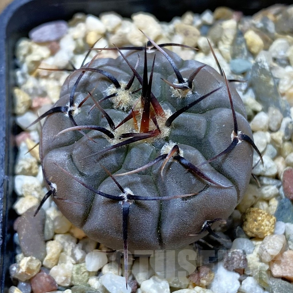 SH9654 Gymnocalycium esperanzae VG 1306