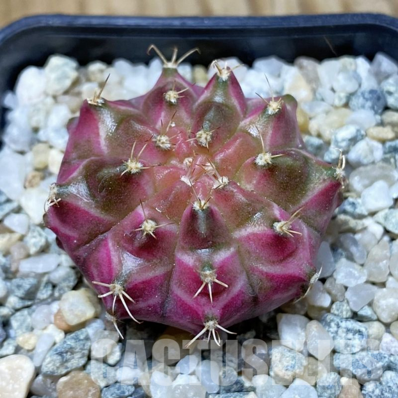 SH9706 Gymnocalycium mihanovichii ‘Neon’ hybrid, seedling