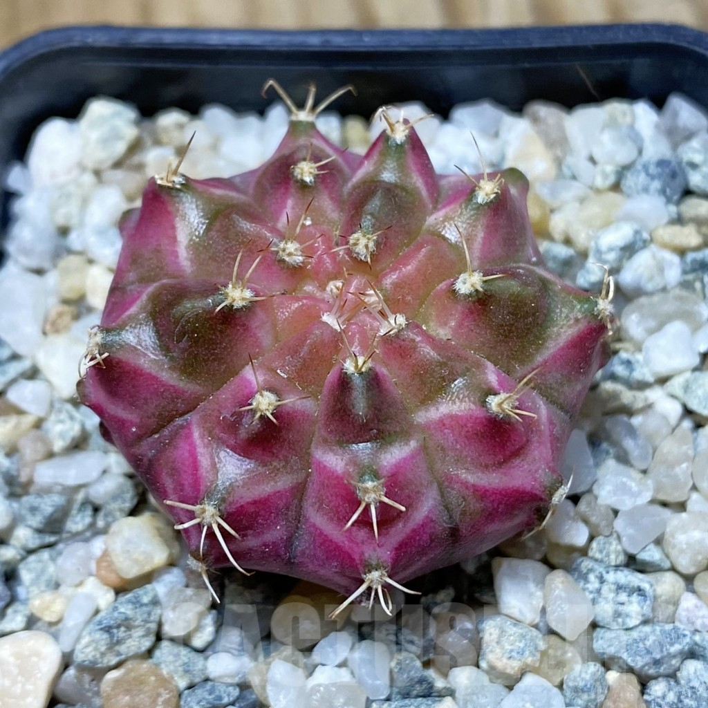SH9706 Gymnocalycium mihanovichii ‘Neon’ hybrid, seedling