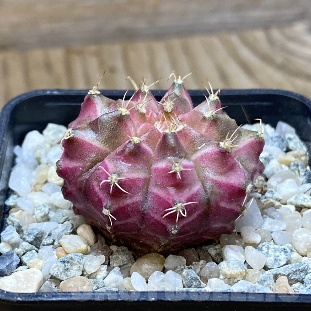 SH9706 Gymnocalycium mihanovichii ‘Neon’ hybrid, seedling - Image 2