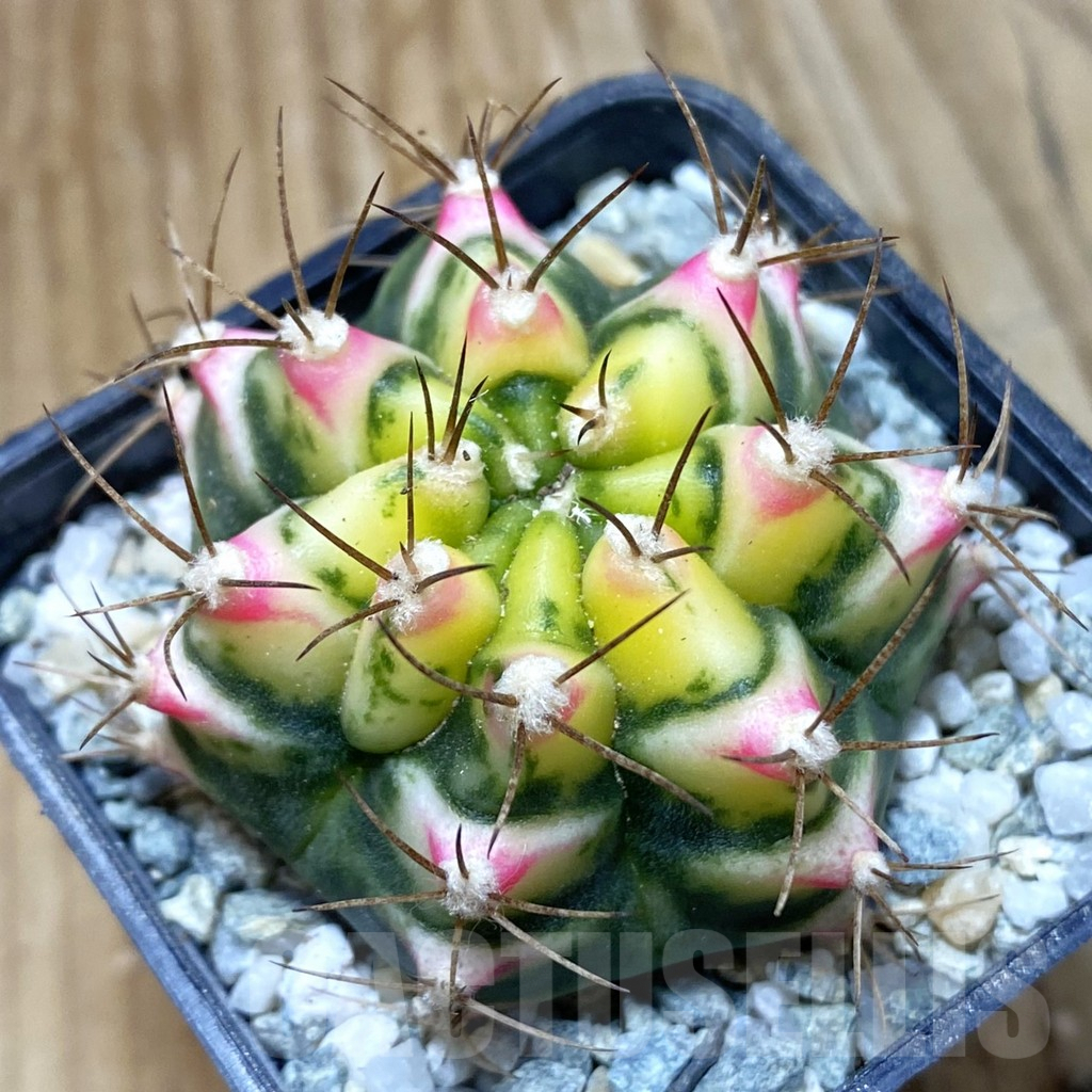 SH9707 Gymnocalycium mihanovichii ‘Flower Field'