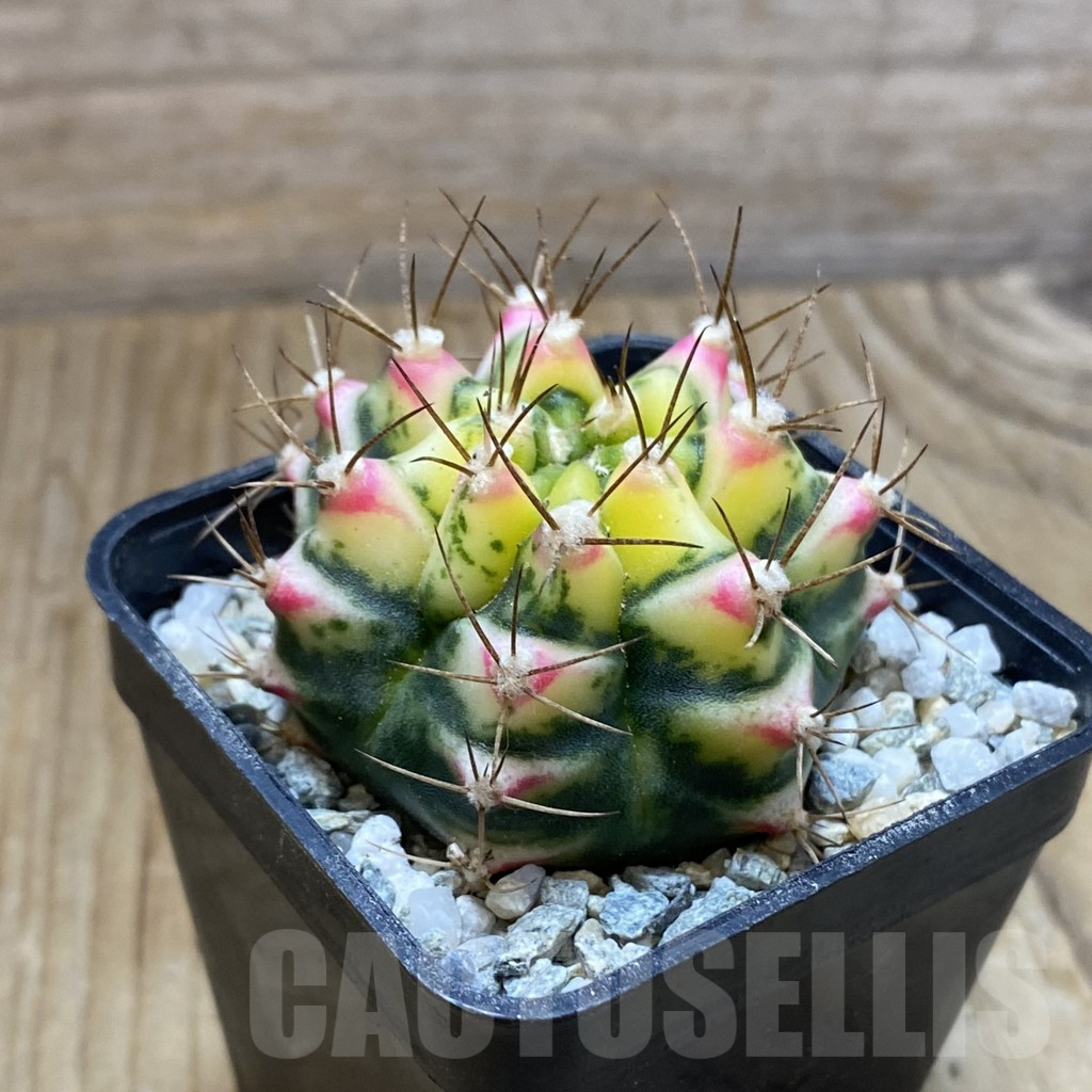 SH9707 Gymnocalycium mihanovichii ‘Flower Field' - Image 2