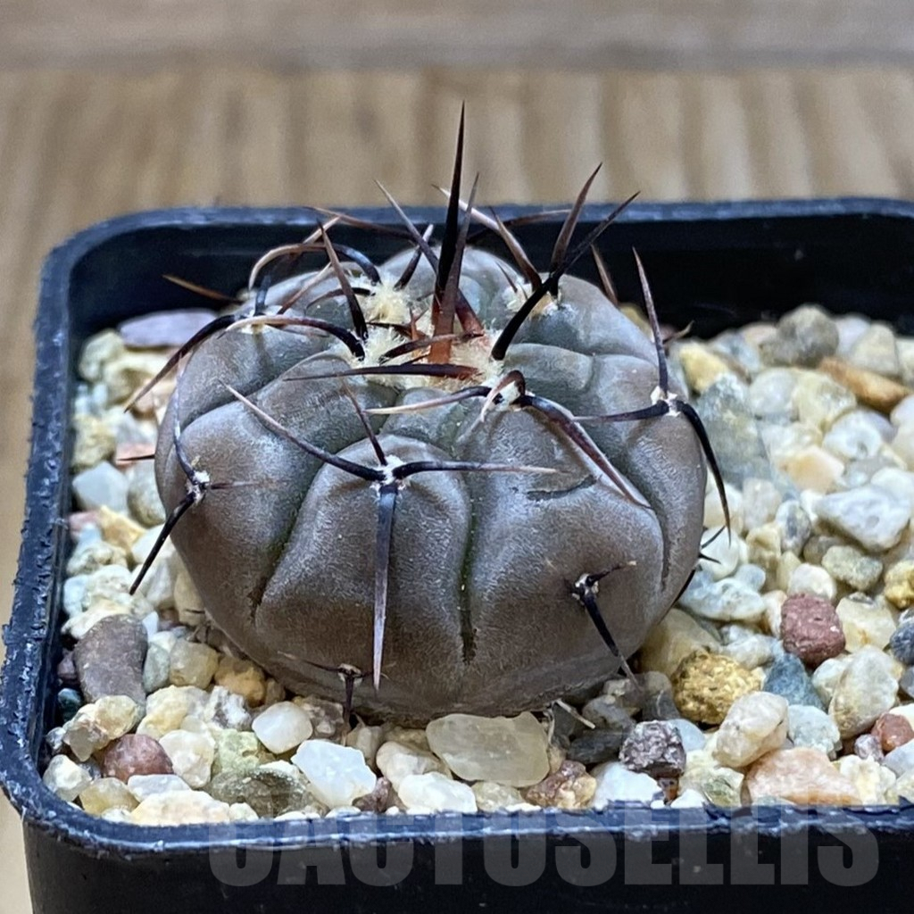 SH9654 Gymnocalycium esperanzae VG 1306 - Image 2