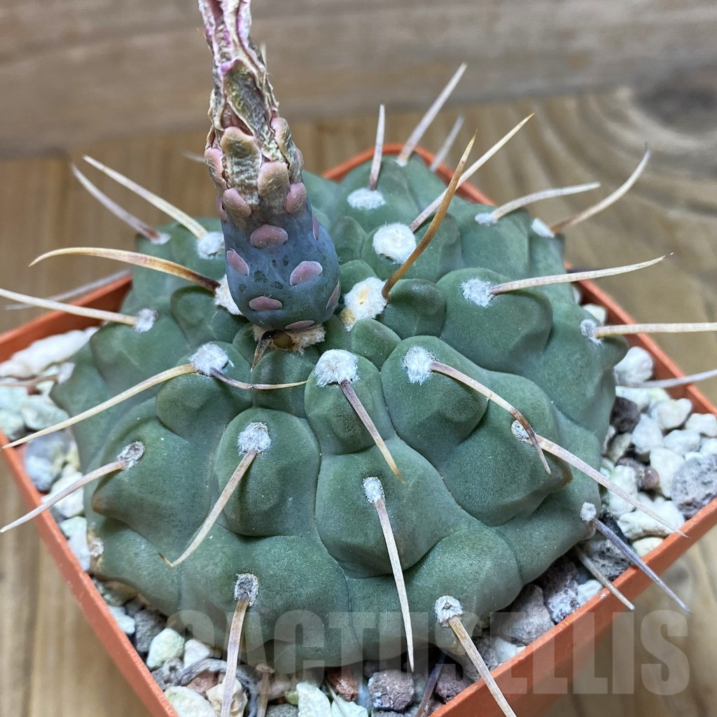 SH9649 Gymnocalycium vatteri -1 spines-, old 20 years
