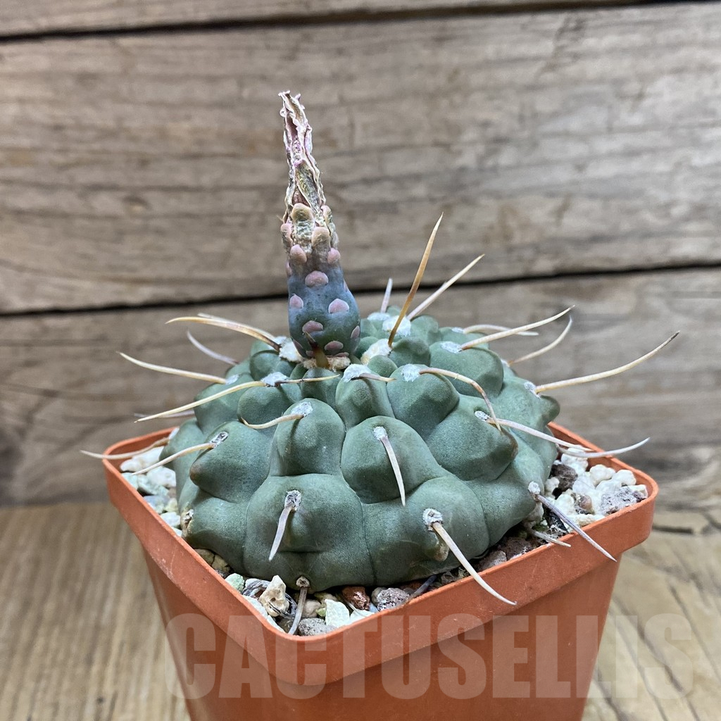 SH9649 Gymnocalycium vatteri -1 spines-, old 20 years - immagine 2