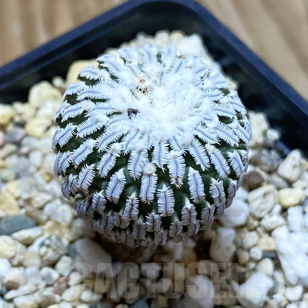 SH9664 Turbinicarpus pseudopectinatus v. rubriflorus