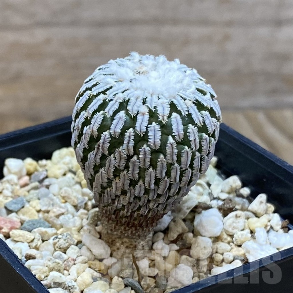 SH9664 Turbinicarpus pseudopectinatus v. rubriflorus - immagine 2