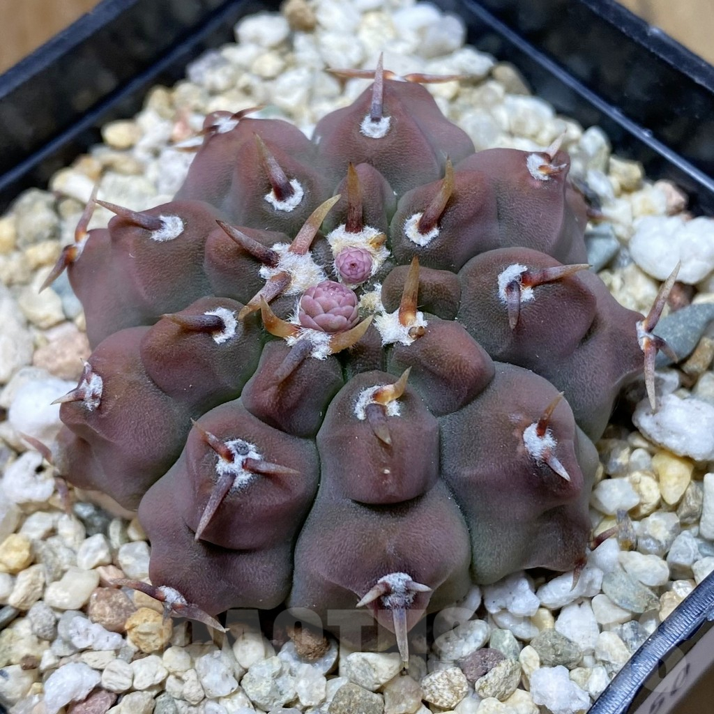 SH9650 Gymnocalycium vatteri v. brevispinus select