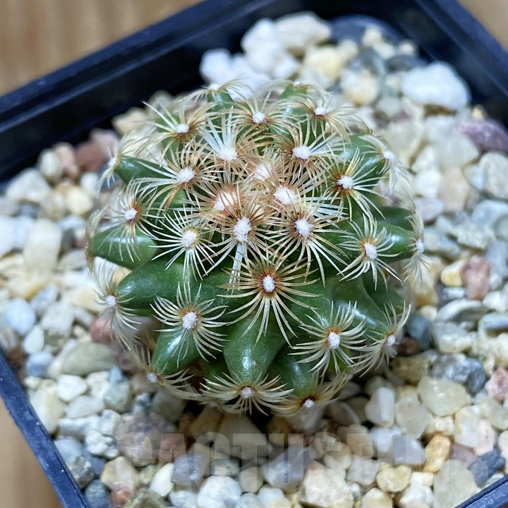 SH9665 Mammillaria deherdtiana