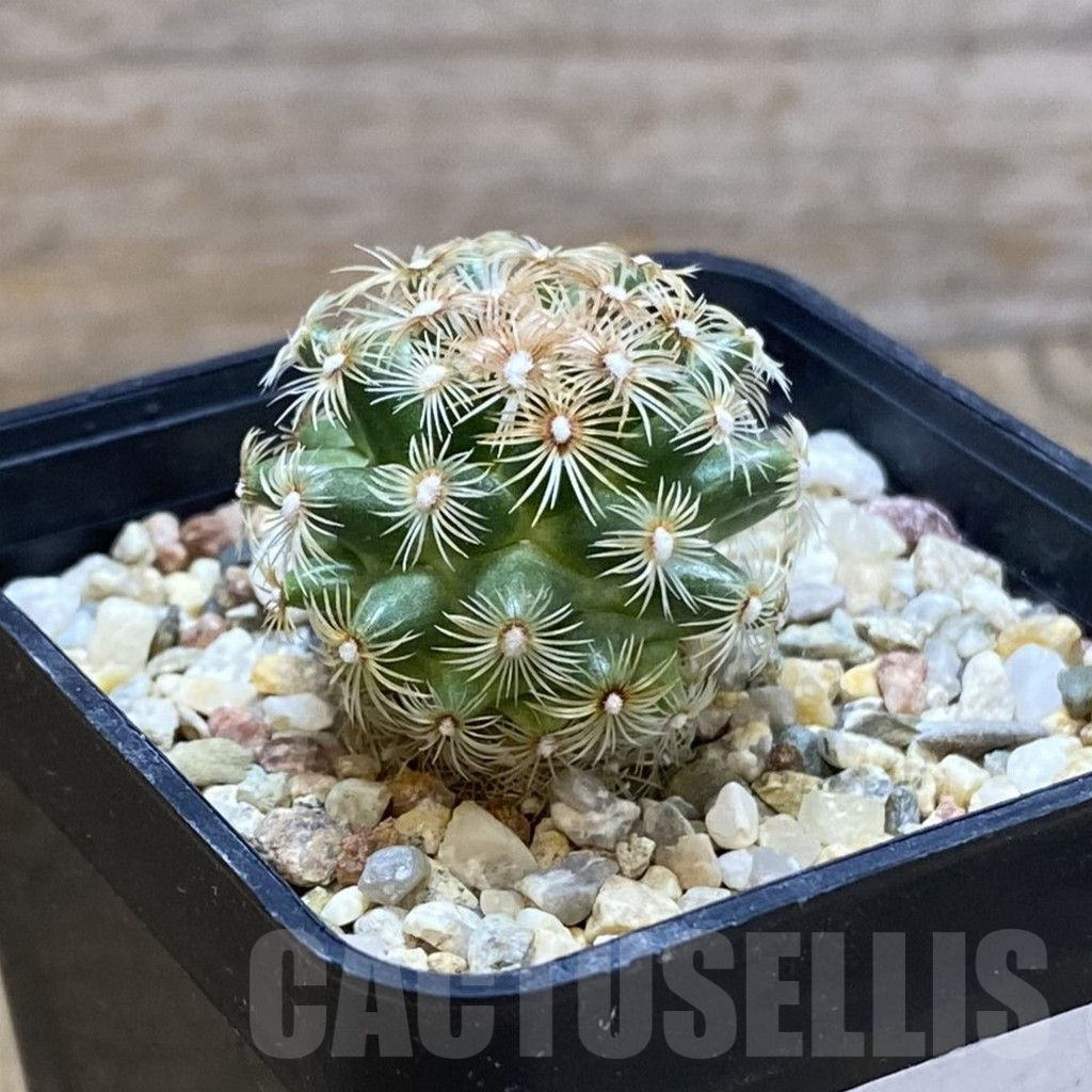 SH9665 Mammillaria deherdtiana - Image 2