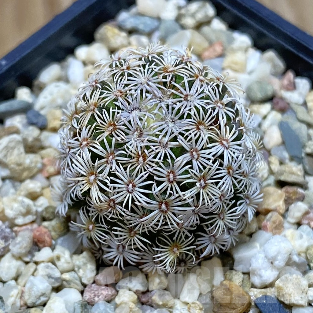 SH9667 Mammillaria hernandezii