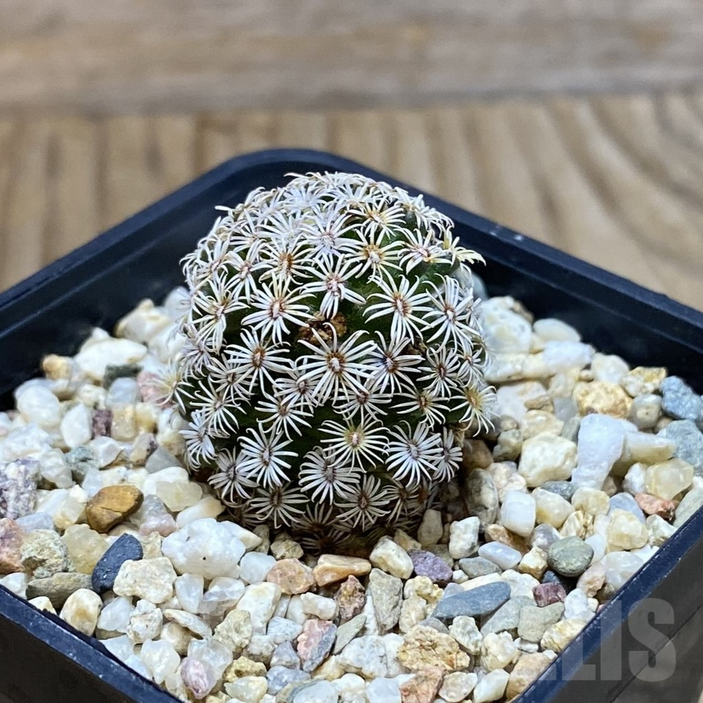 SH9667 Mammillaria hernandezii - Image 2