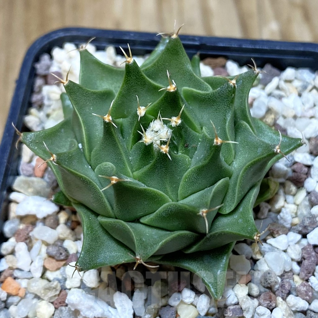 SH9668 Obregonia denigrii