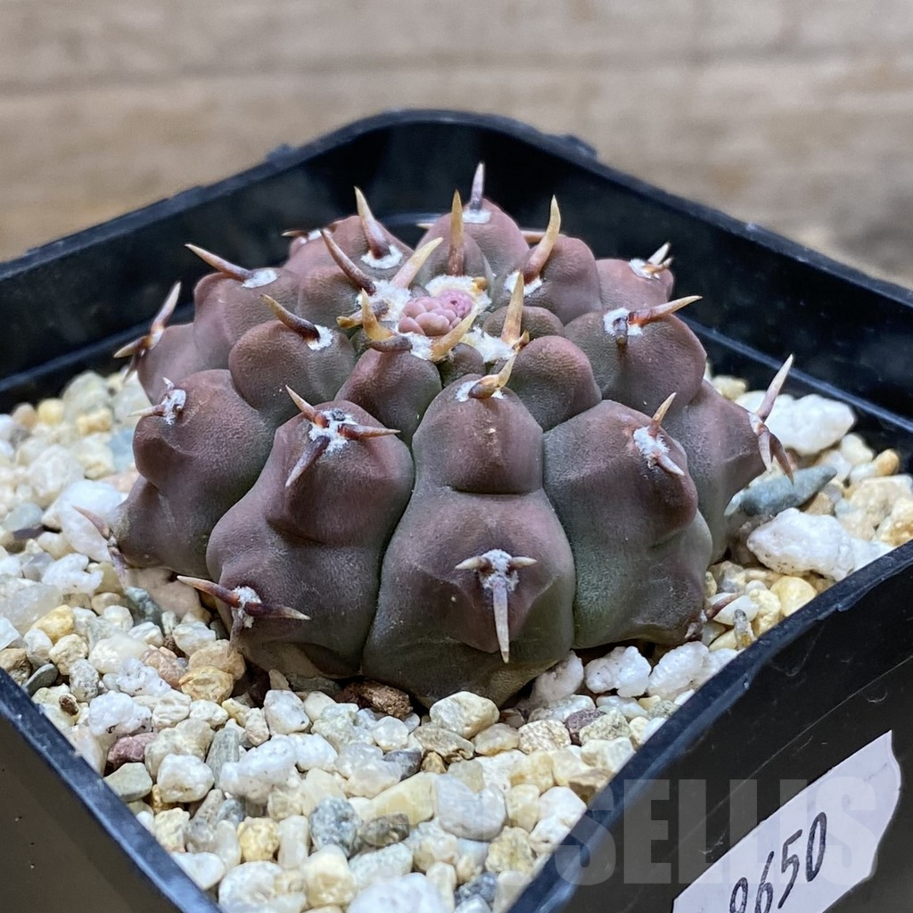 SH9650 Gymnocalycium vatteri v. brevispinus select - immagine 2