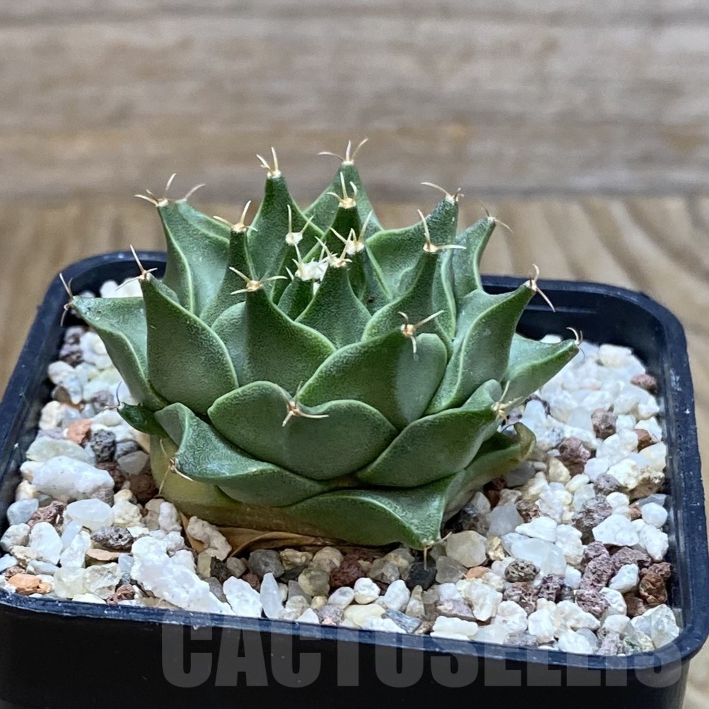 SH9668 Obregonia denigrii - immagine 2