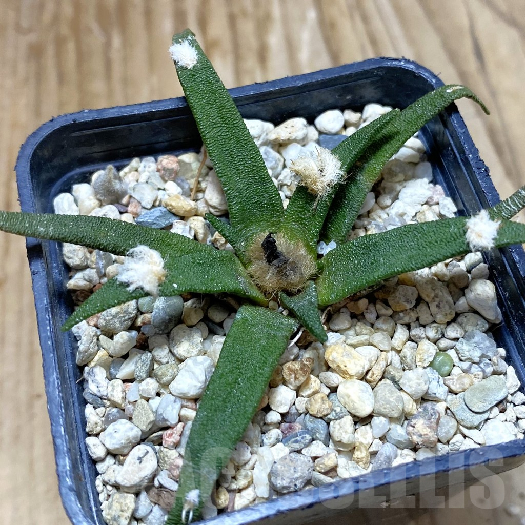 SH9670 Ariocarpus agavoides