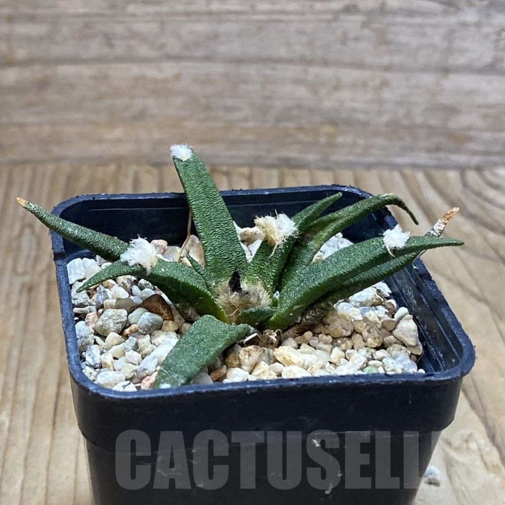 SH9670 Ariocarpus agavoides - immagine 2