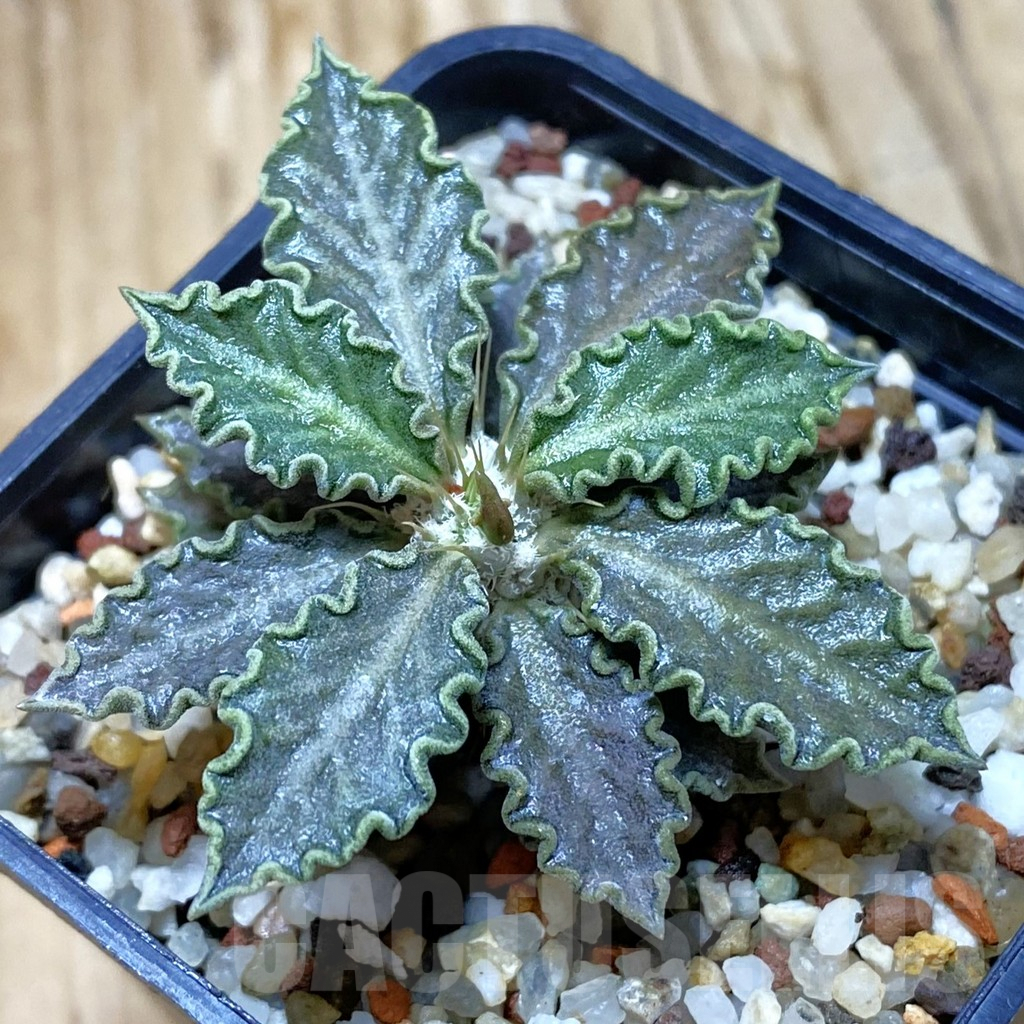 SH9672 Euphorbia tulearensis