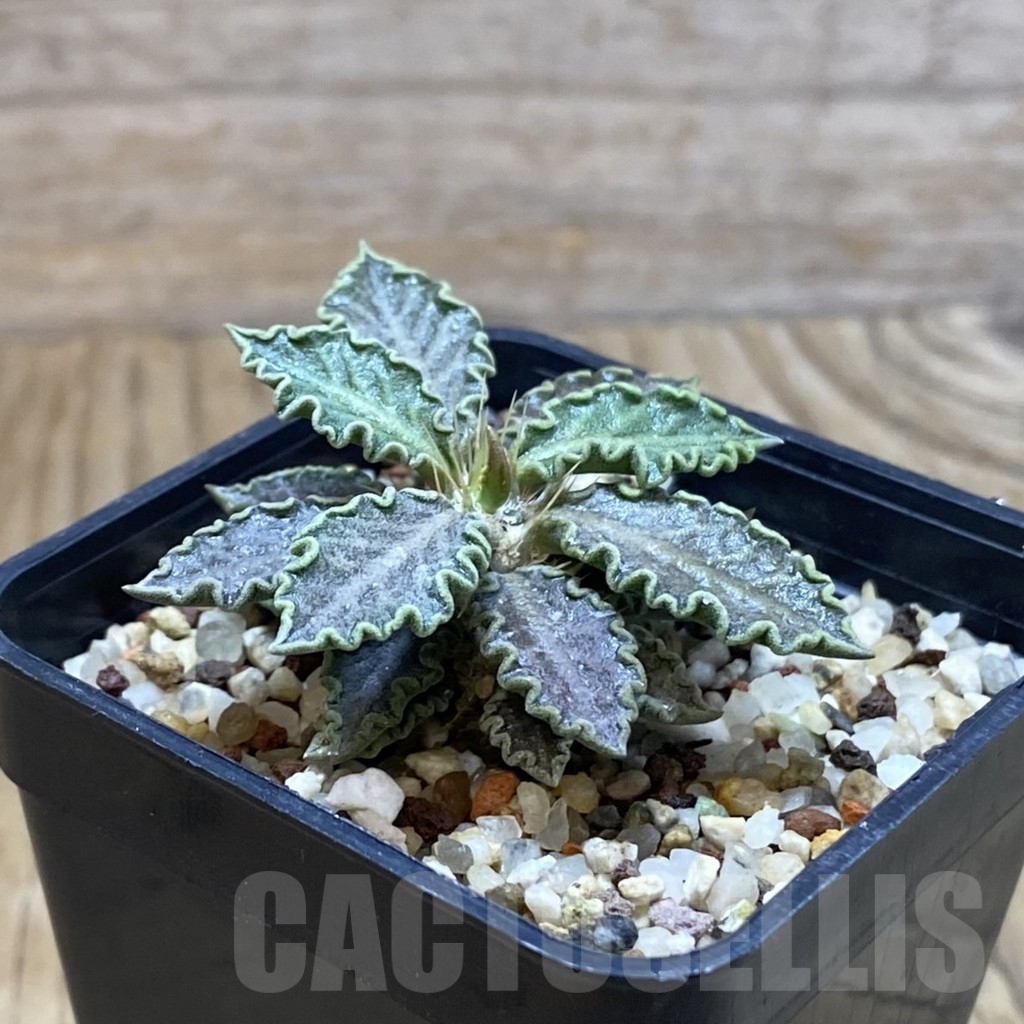 SH9672 Euphorbia tulearensis - Image 2