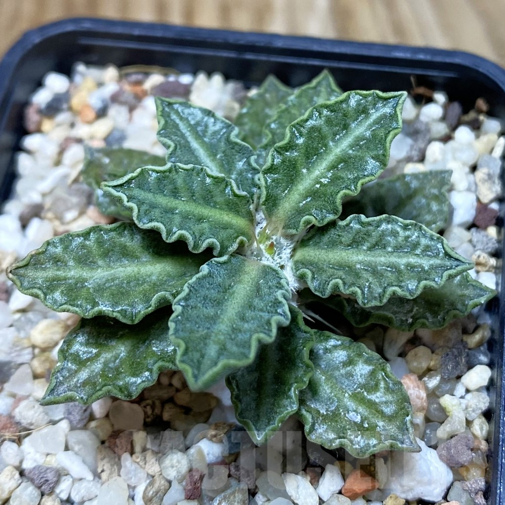 SH9673 Euphorbia tulearensis