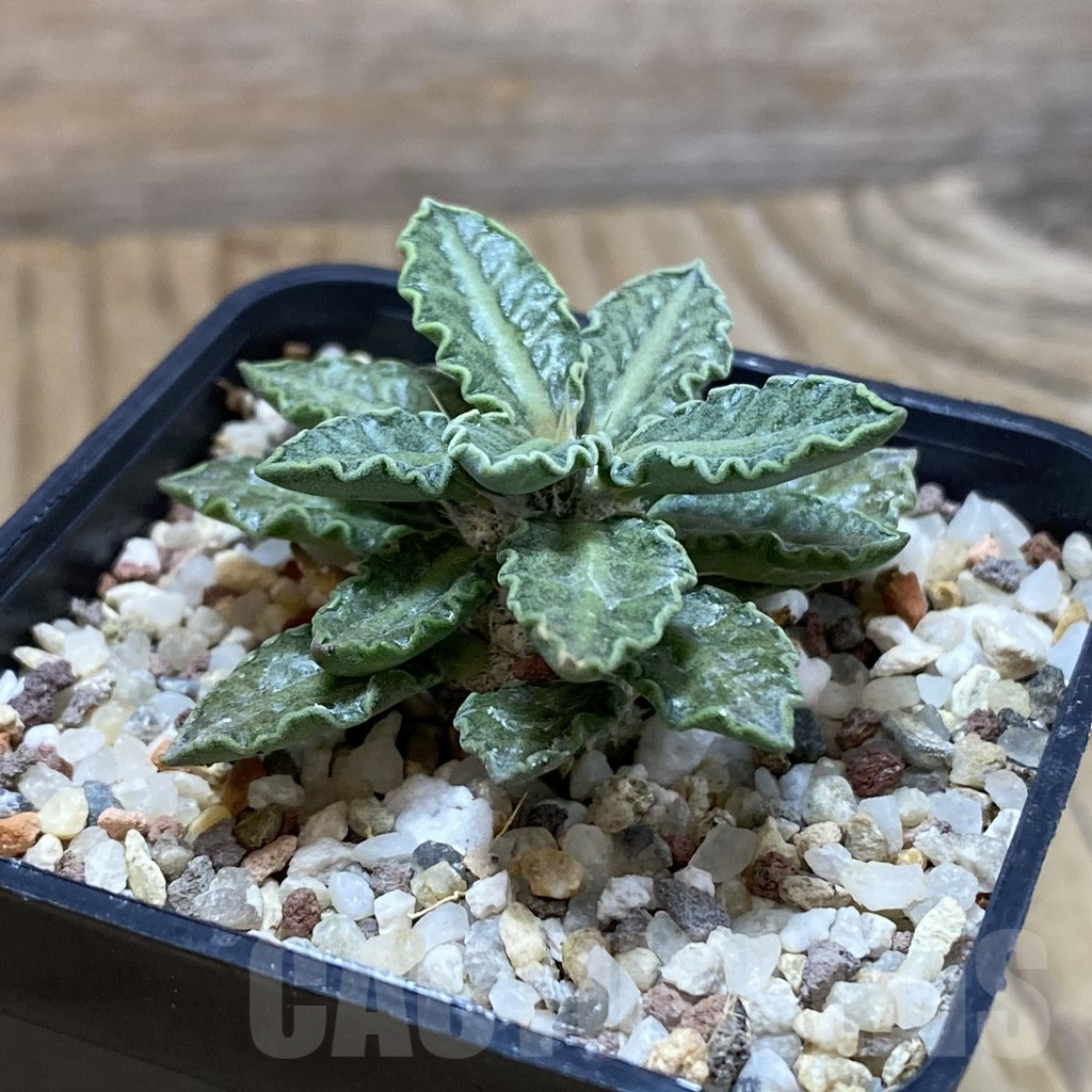 SH9673 Euphorbia tulearensis - Image 2