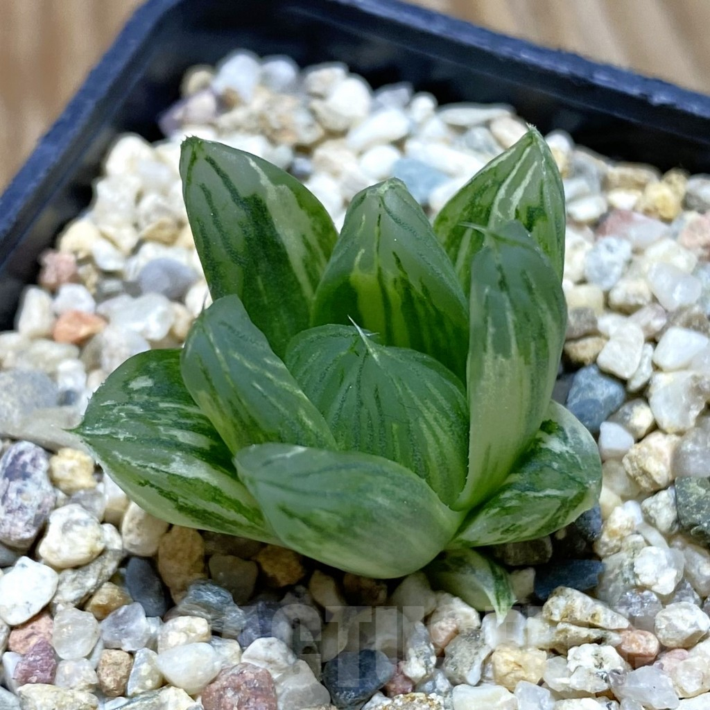 SH9674 Haworthia obtusa f. variegata hybrid - Image 2