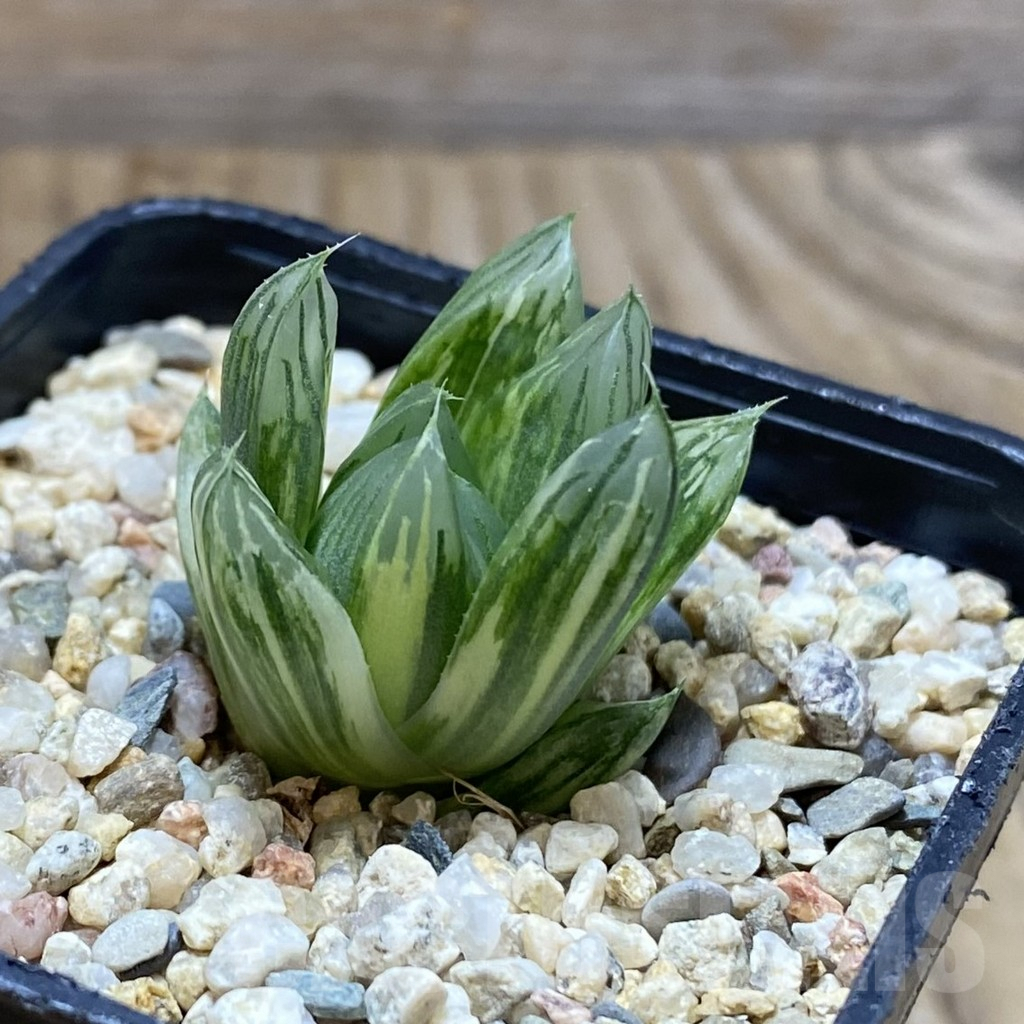 SH9674 Haworthia obtusa f. variegata hybrid - Image 3