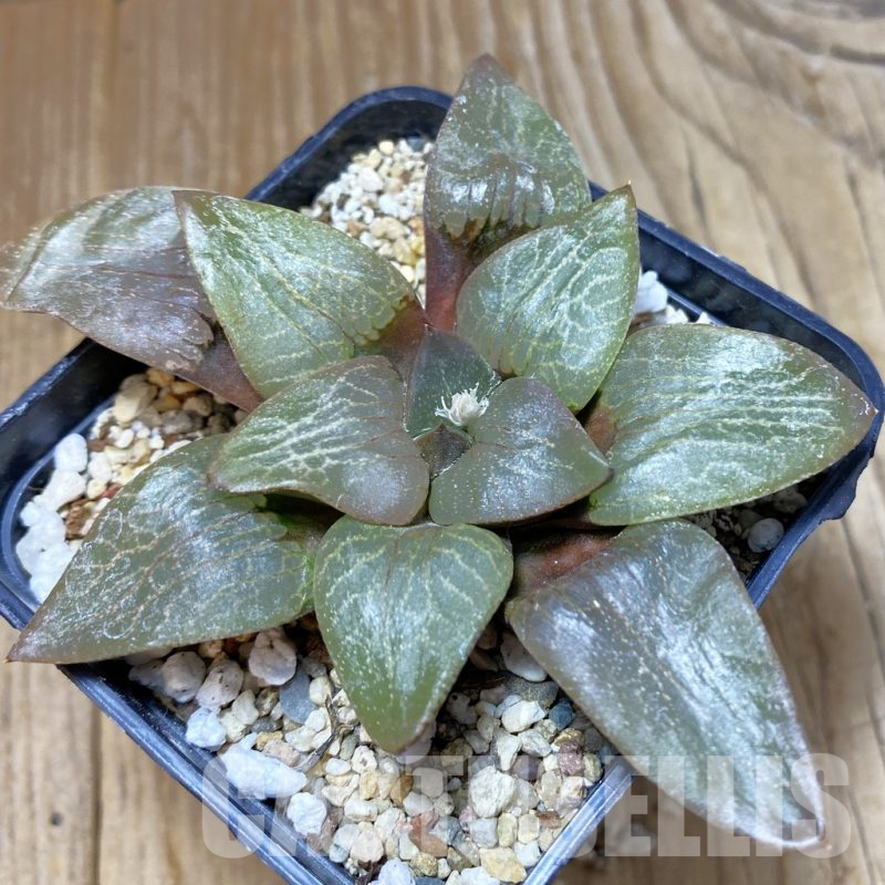 SH9677 Haworthia comptoniana -Select Form-