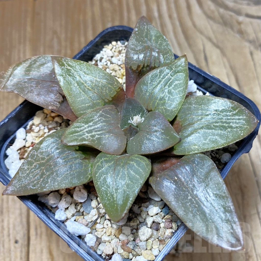 SH9677 Haworthia comptoniana -Select Form-