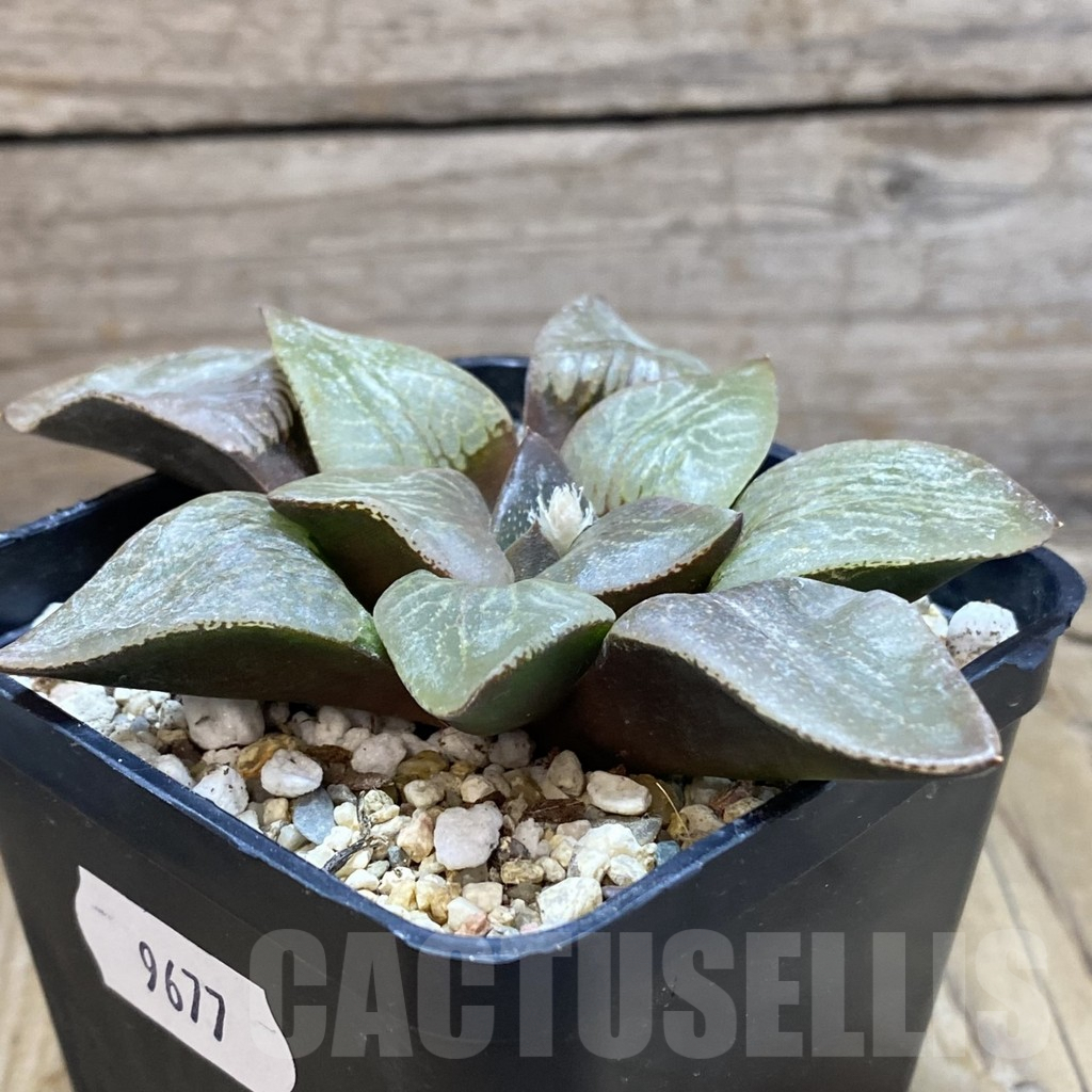 SH9677 Haworthia comptoniana -Select Form- - Image 2