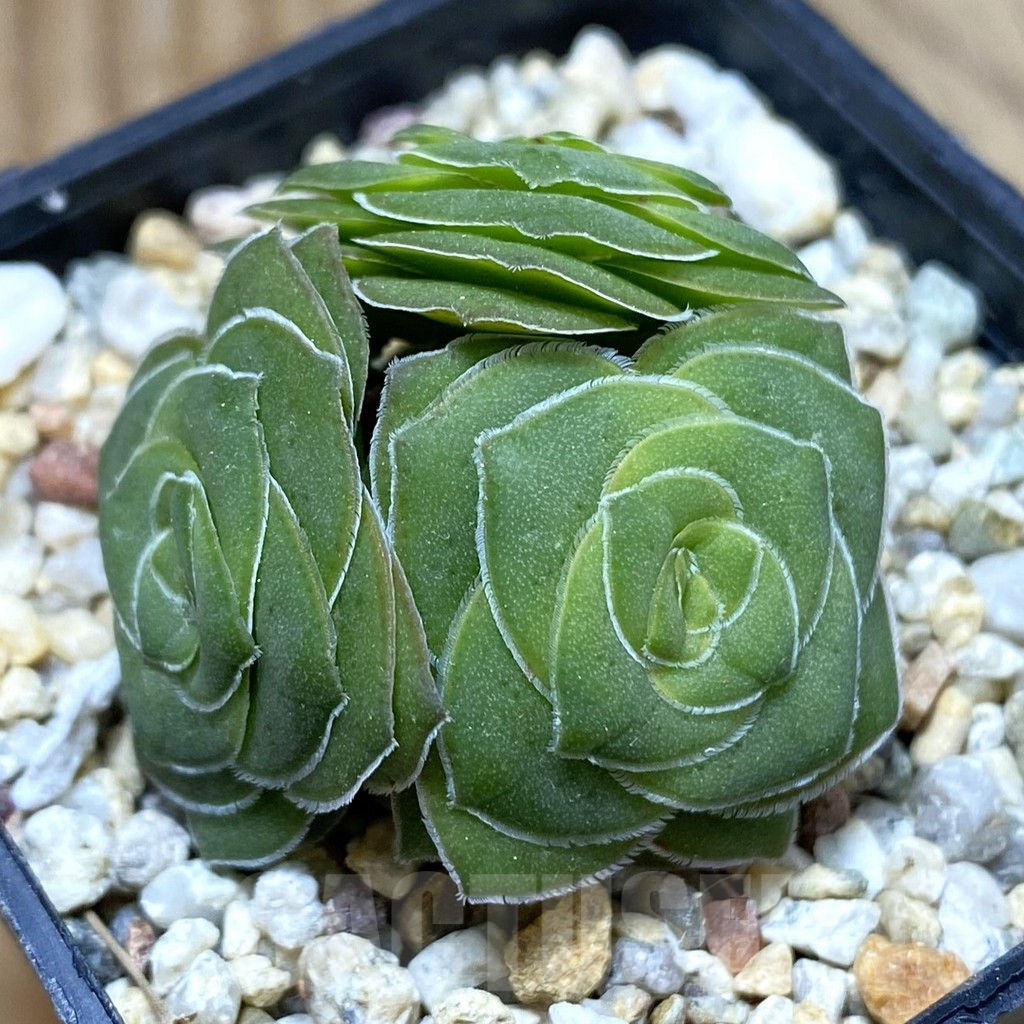 SH9678 Crassula hemisphaerica