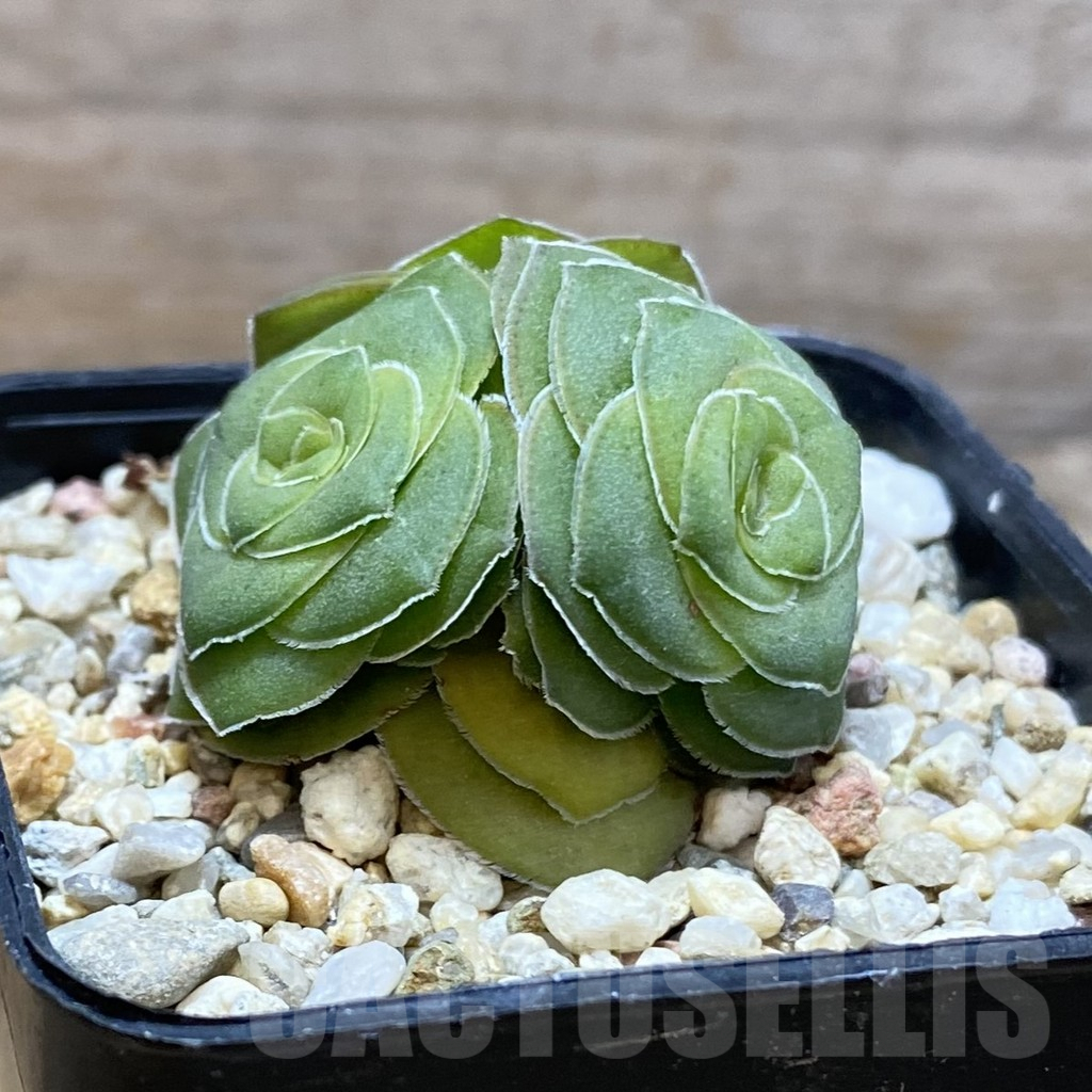 SH9678 Crassula hemisphaerica - Imagen 2