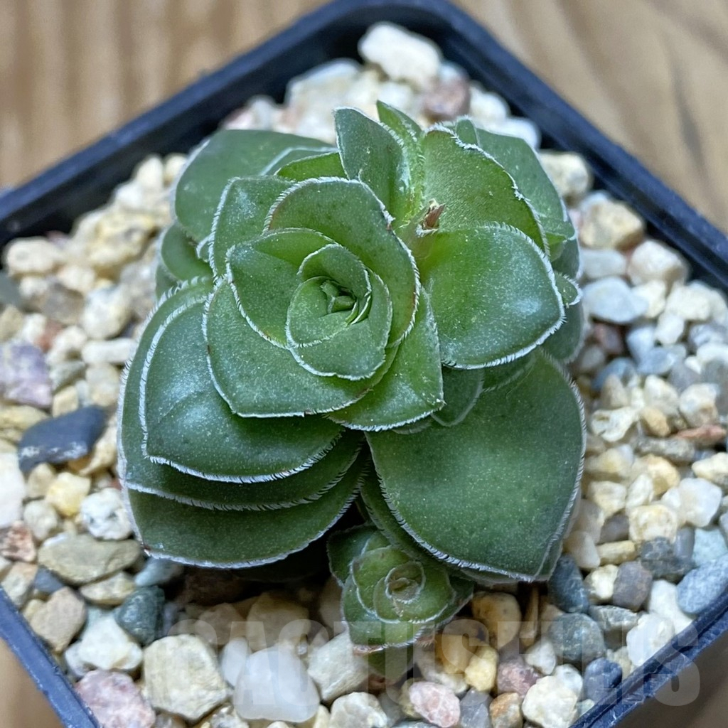 SH9679 Crassula hemisphaerica