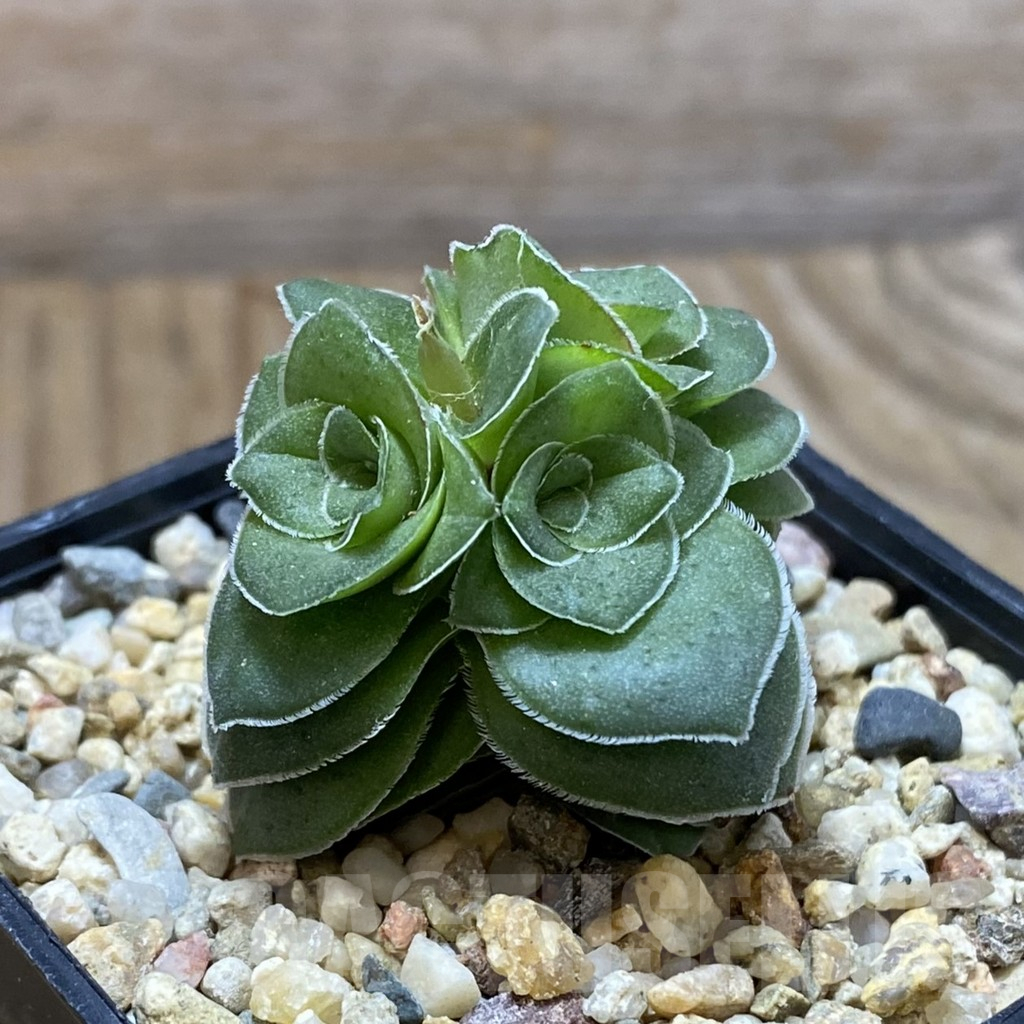 SH9679 Crassula hemisphaerica - Imagen 2
