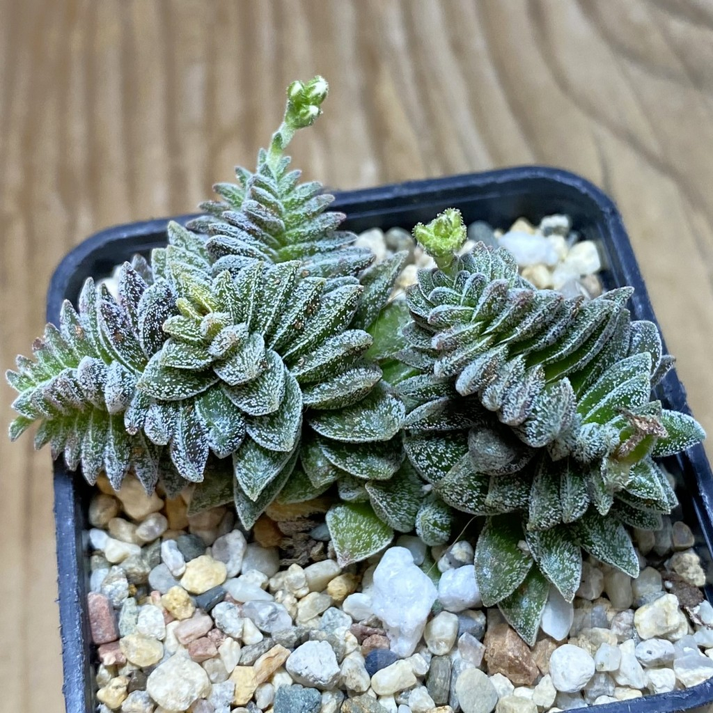 SH9680 Crassula ausensis hybrid