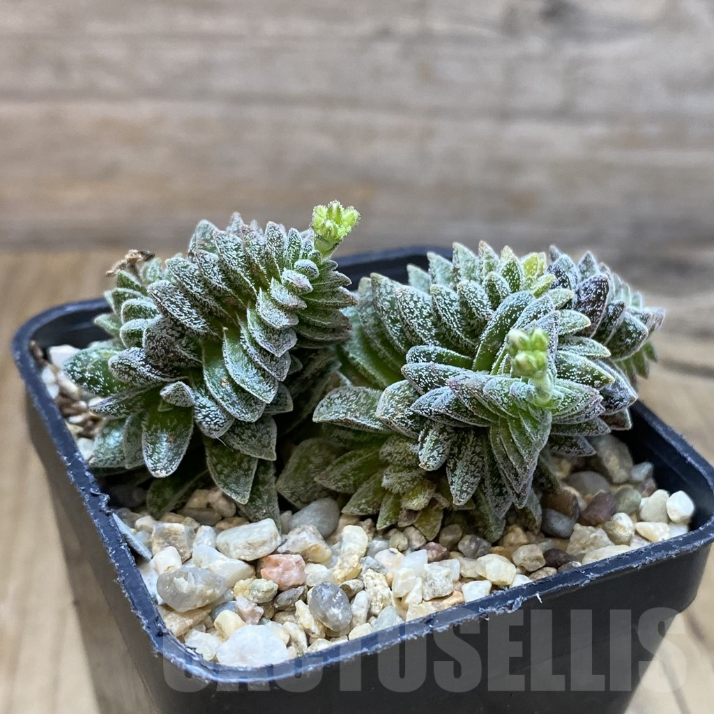 SH9680 Crassula ausensis hybrid - Imagen 2